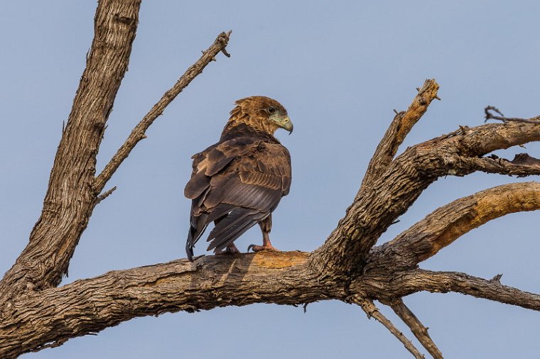 087 Zimbabwe, Hwange NP, jonge bateleur.jpg